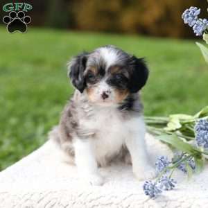 Londyn, Cavapoo Puppy